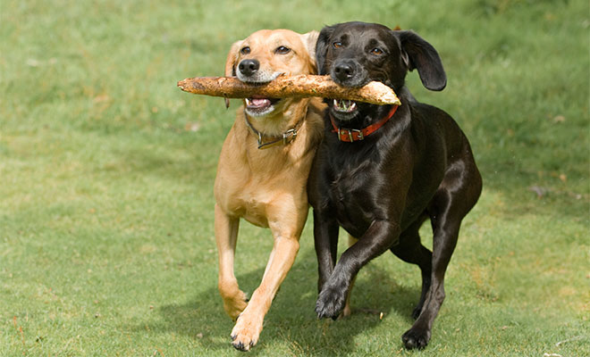 two dogs running with a stick in their mouth