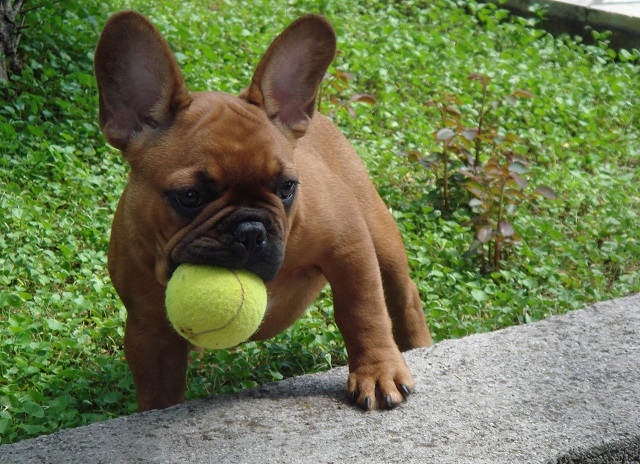 a dog holding a tennis ball in its mouth