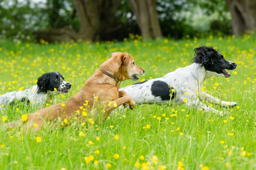 three dogs are running and playing in the flower grass field