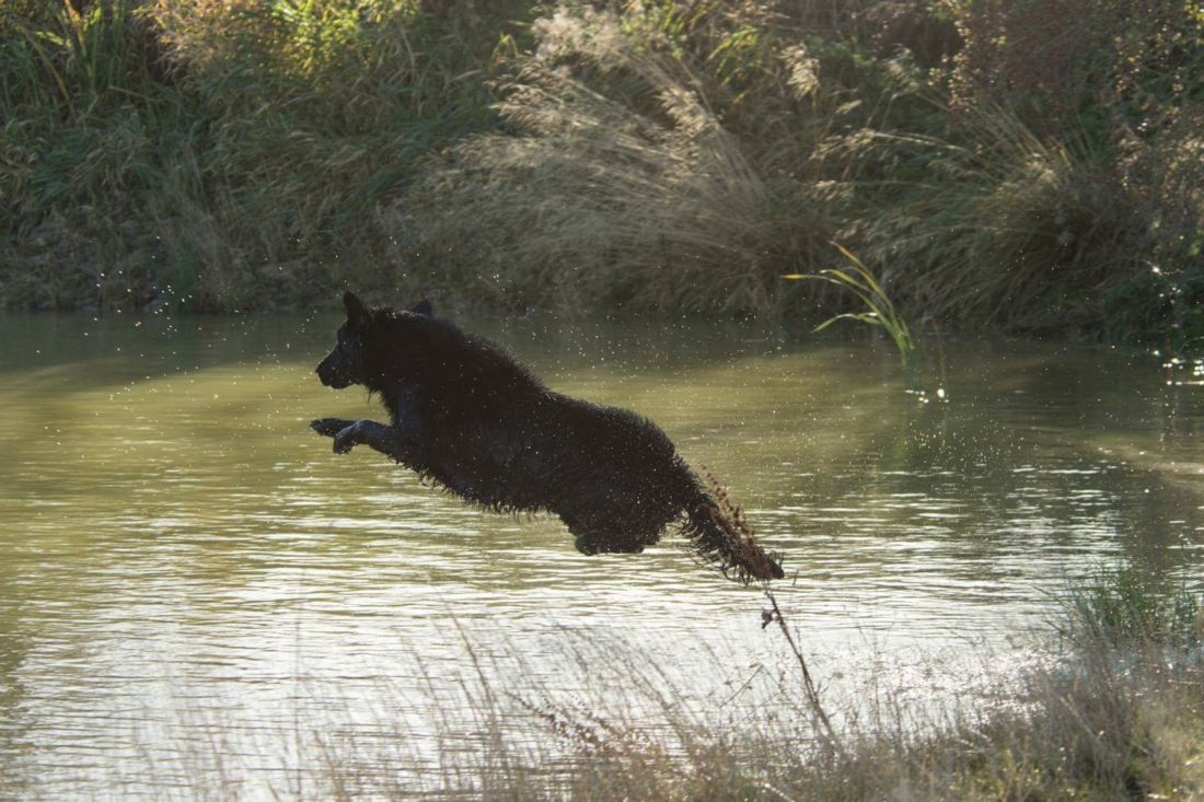 a black dog is jumping in a pond