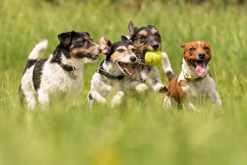 four dogs playing with a tennis ball