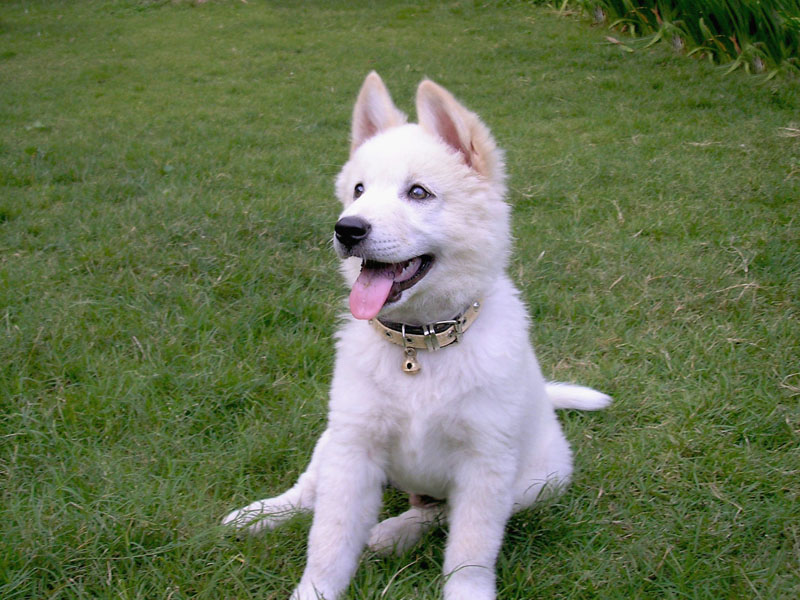 a white dog sitting in the grass
