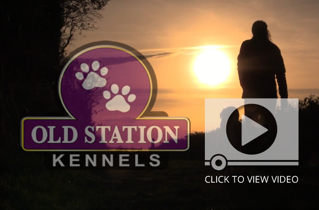 dog and dog owner enjoying the sunset with old staion kennel logo